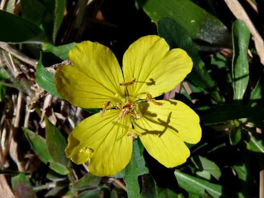 {Oenothera fruticosa var. subglobosa}
